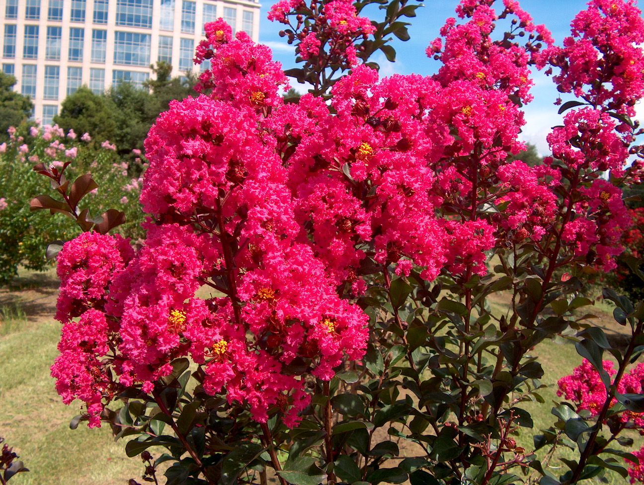 Online Plant Guide - Lagerstroemia indica Pink Velour  Pink Velour 